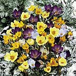 Crocus Natural Mix