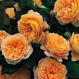 Crown Princess Margareta - Climbing Rose **