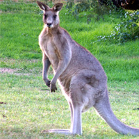 Currumbin Wildlife Sanctuary ATS Pacific Gold Coast Currumbin Wildlife