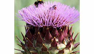 Cynara cardunculus Plant