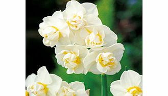 Daffodil Bulbs - Cheerfulness