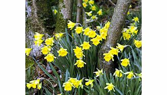 Daffodil (Native British) Bulbs