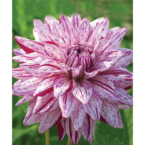 Blackberry Ripple Bulb