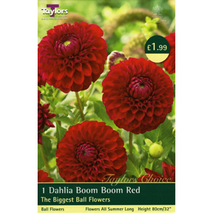 Dahlia Boom Boom Red Tuber