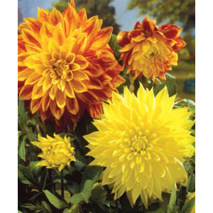 Dahlia Burning Sun Bulbs