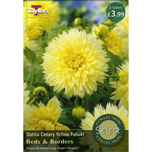 Dahlia Canary Yellow Fubuki Tubers