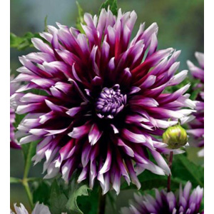 Dahlia Claire Obscure Bulb