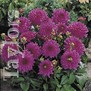 Dahlia Claudette Bulb