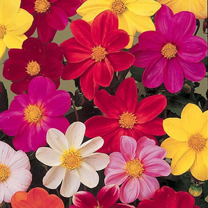 Dahlia Coltness Hybrids Mix Seeds