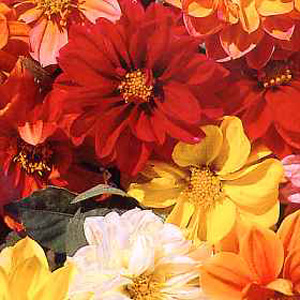 Dahlia Dwarf Mixed Seeds