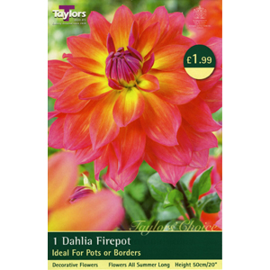 Dahlia Firepot Bulb