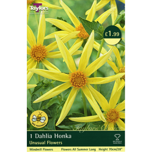 Dahlia Honka Bulb