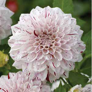 Dahlia Imagion Bulb