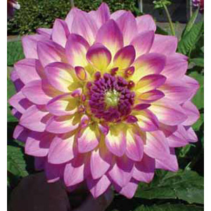 Dahlia Jowey Gipsey Bulb