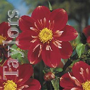 Dahlia Little Treasure Bulb