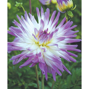 Dahlia Mingus Randy