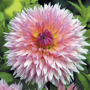 dahlia Palm Springs Bulb