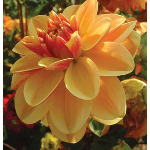 dahlia Peach Brandy Bulb