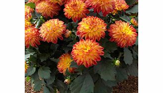 Dahlia Plants - hypnotica Tequila Sunrise