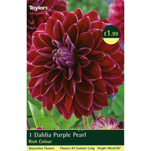 Purple Pearl Bulb