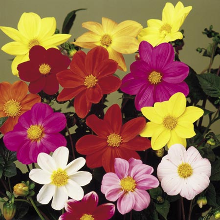 dahlia Romeo Seeds Average Seeds 45