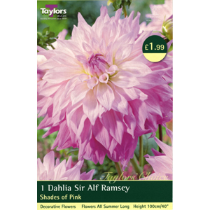 Dahlia Sir Alf Ramsey Bulb