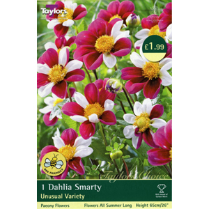 Dahlia Smarty Bulb