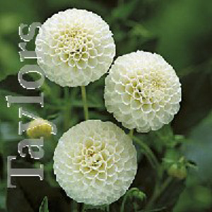 dahlia Snowflake Bulb