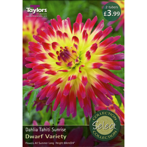 Dahlia Taihiti Sunrise Tubers