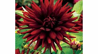 Dahlia Tubers - African Garden