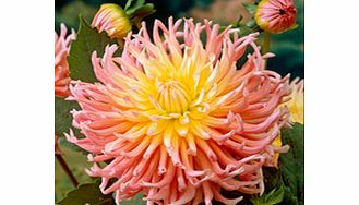 Dahlia Tubers - Star Elite