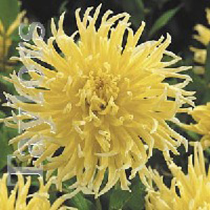 dahlia Yellow Star Cactus Bulb