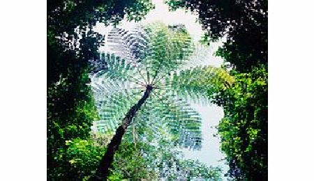 Daintree Walkabout - Child