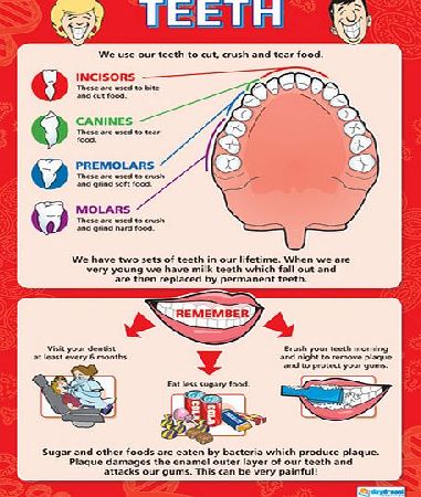 Daydream Teeth Wall Chart SC008-69