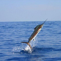 Deep Sea Fishing - Acapulco (4 Per Boat) Deap Sea Fishing - Acapulco (4 Per Boat)