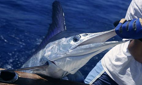 Deep Sea Fishing in The Gulf Of Mexico