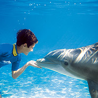 Discovery Cove Ultimate SWIM Price Promo