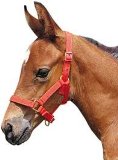 Foal halter, nylon - Foal light blue