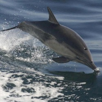 Dolphin and Whale Watching - Penzance