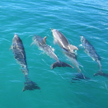 Dolphin Cruise to the Hole in the Rock - Child