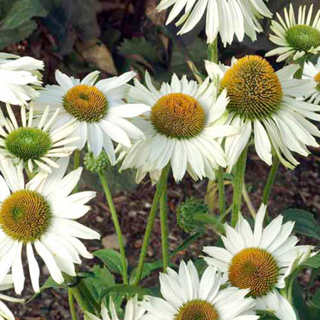 Fragrant Angel Plants Pack of 3 Pot