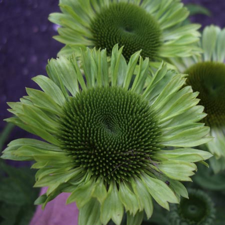 Echinacea Green Jewel Plants Pack of 3 Pot Ready