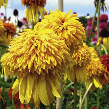 Echinacea Marmalade Plants Pack of 3 Potted Plants