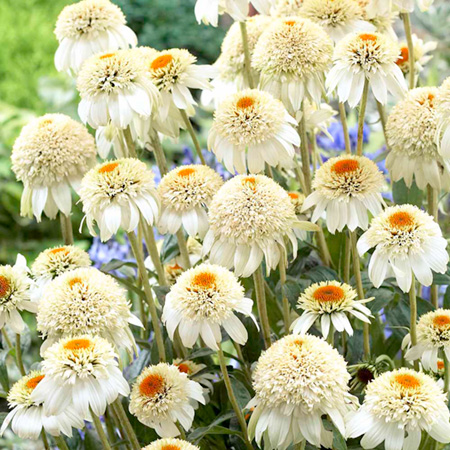 Echinacea Milkshake Plants Pack of 3 Potted Plants