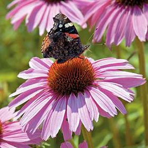 Echinacea Pink Parasol Seeds