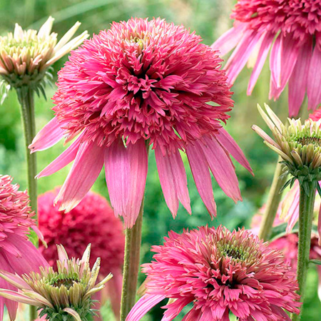 Plant Collection Pack of 3 Pot Ready