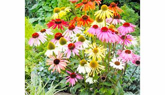 Echinacea Plants - Paradiso