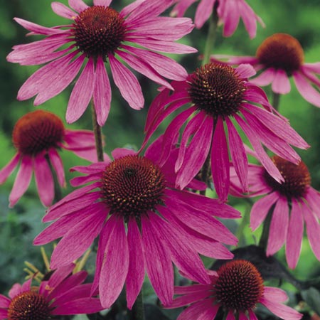 Echinacea Purpurea Pack of 3 Bare Roots