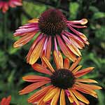 echinacea Sundown 227169.htm