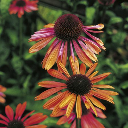 Sundown (Coneflower) Pack of 2 bare